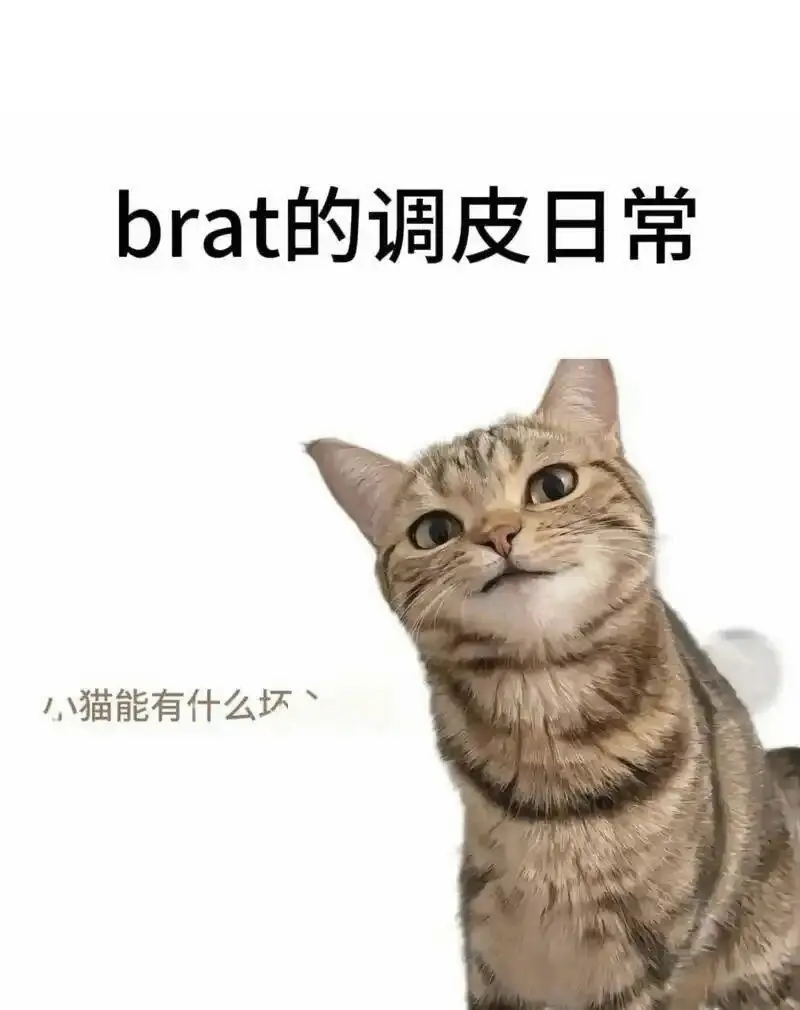 【西檬之家】字母圈K8是什么？探索猫系角色扮演的魅力